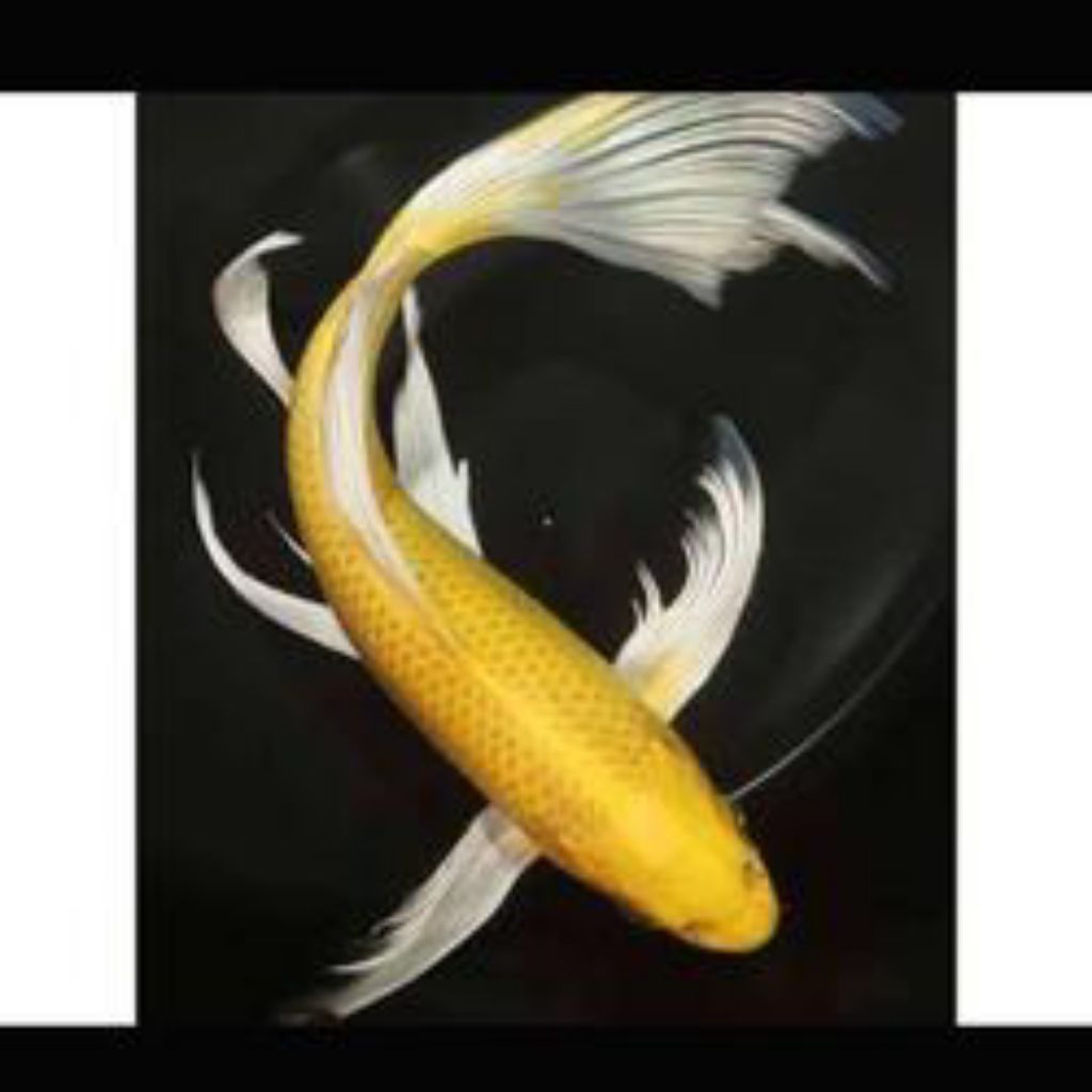 Ikan Koi Ogon Slayer (Khusus Gojek)