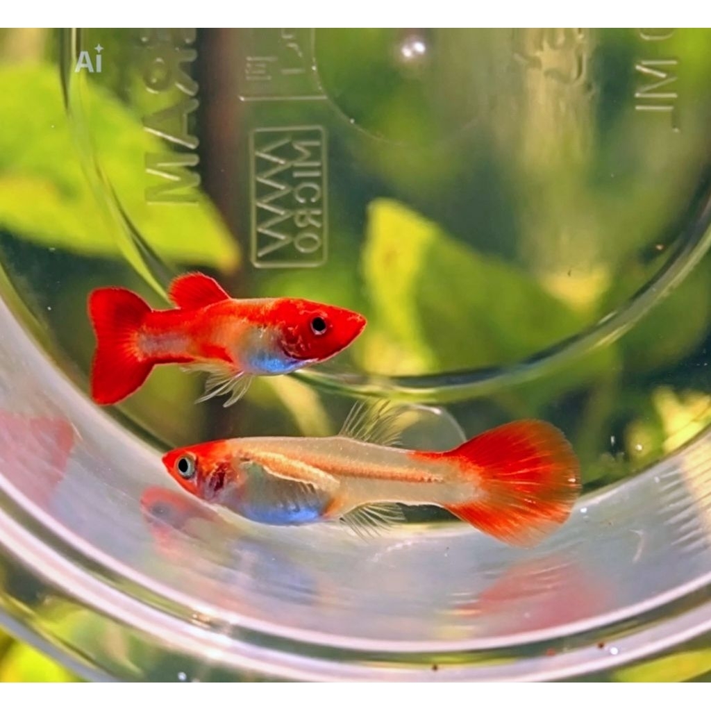 Ikan hias Guppy platinum koi pair/ Ikan hias air tawar Guppy platinum koi pasangan