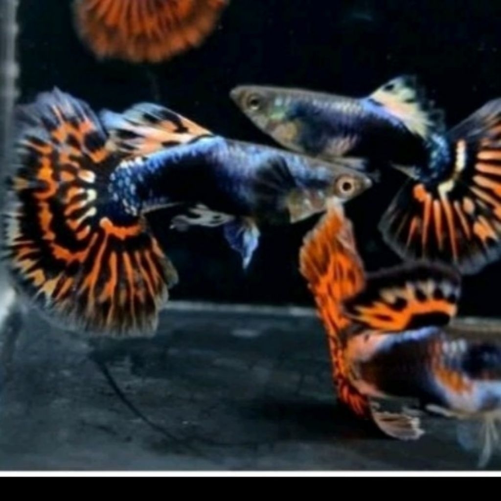 Guppy Red ivory/ BERGARANSI