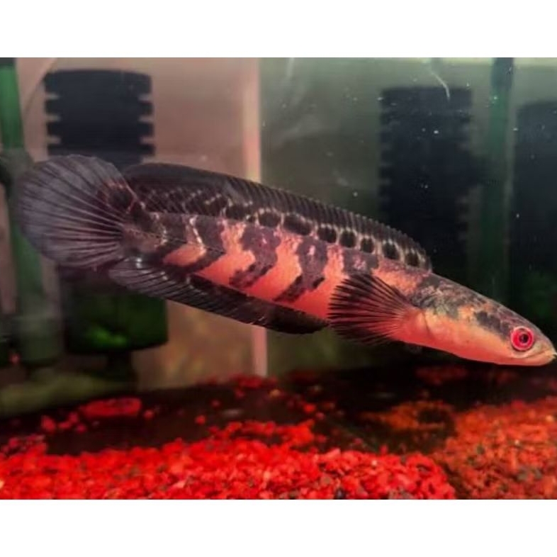 red barito super berkualitas isi 4 size 3-6cm