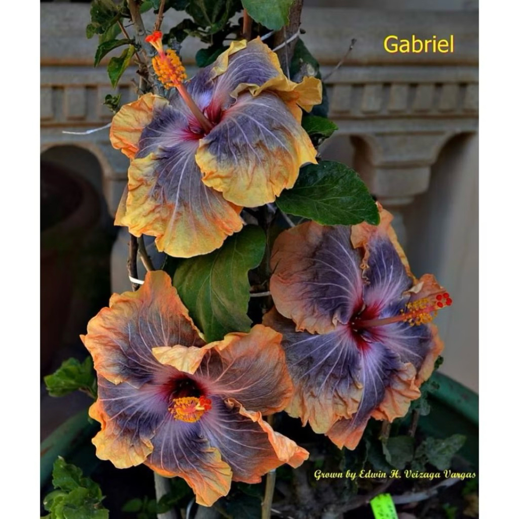 PROMO Tanaman Hias Hibiscus Bunga Sepatu Bangkok Import