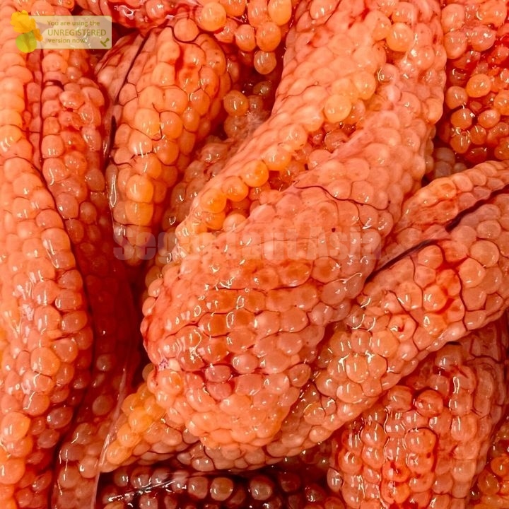 Telur Ikan Sembilang / Telor Ikan Sembilang / Sumilang Telur / Telor Ikan Segar / Telur Ikan