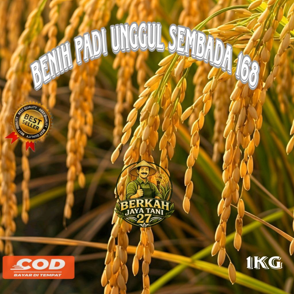 1KG BENIH PADI UNGGUL SEMBADA 168 BERKUALITAS