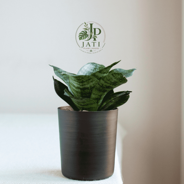 Sansevieria Green Hahnii ( lidah mertua, sansivera kodok, Lidah Mertua Mini Hijau )