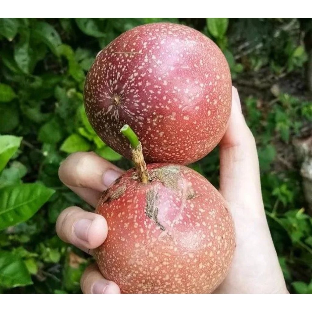 Buah Markisa 1 kg fresh Asam Manis