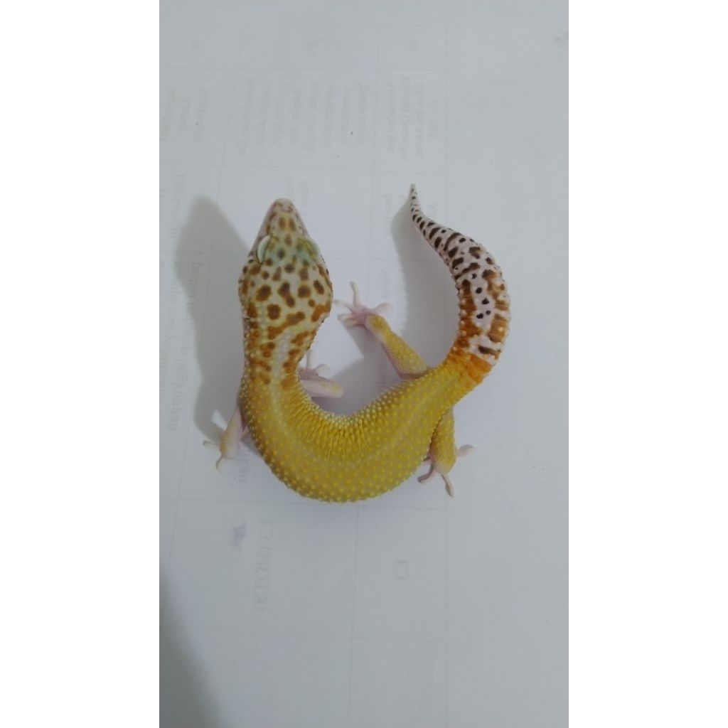 Mainan Gecko Hypo Mack Snow Eclipse