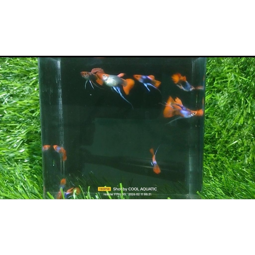 Hiasan aquarium sepasang guppy tuxedo koi ribbon sb