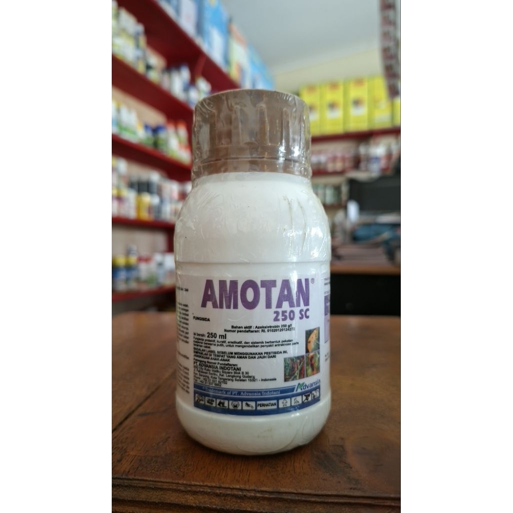 Fungisida Sistemik AMOTAN 250 SC Ampuh Atasi Patek (antraknosa) Pada Cabai