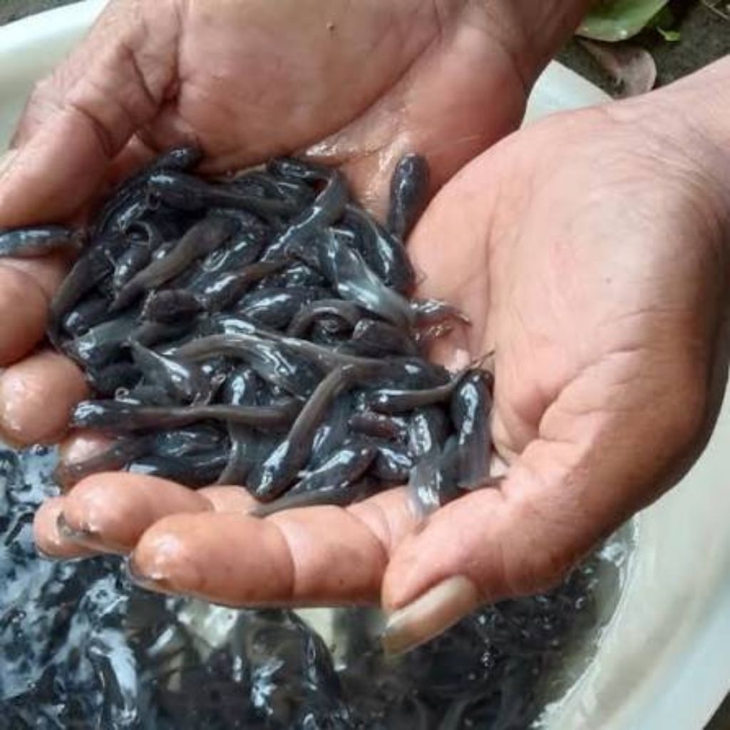 paket 100pcs bibit lele sangkuriang dumbo mutiara kualitas unggul