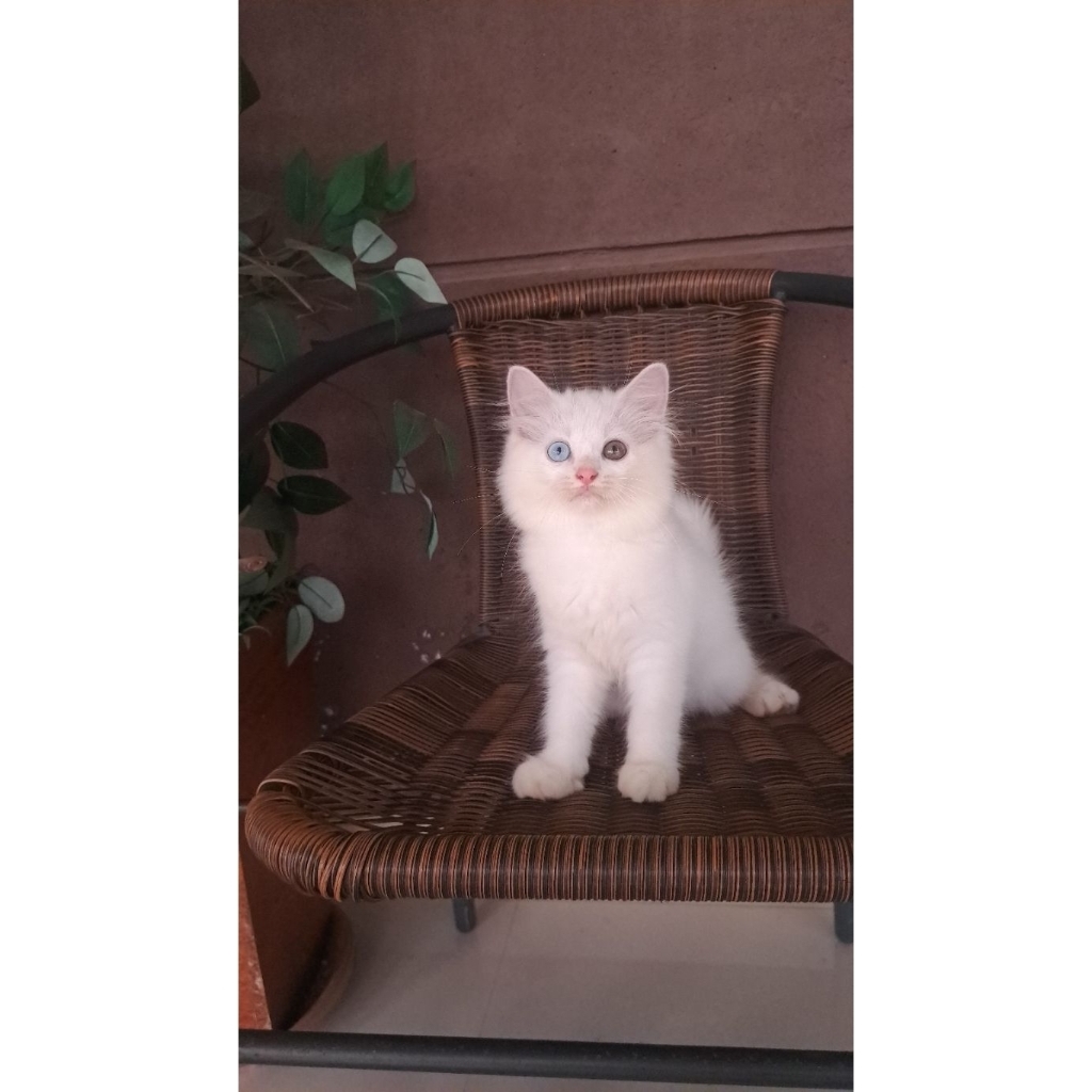 kucing odd eyes flip flop lucu murah