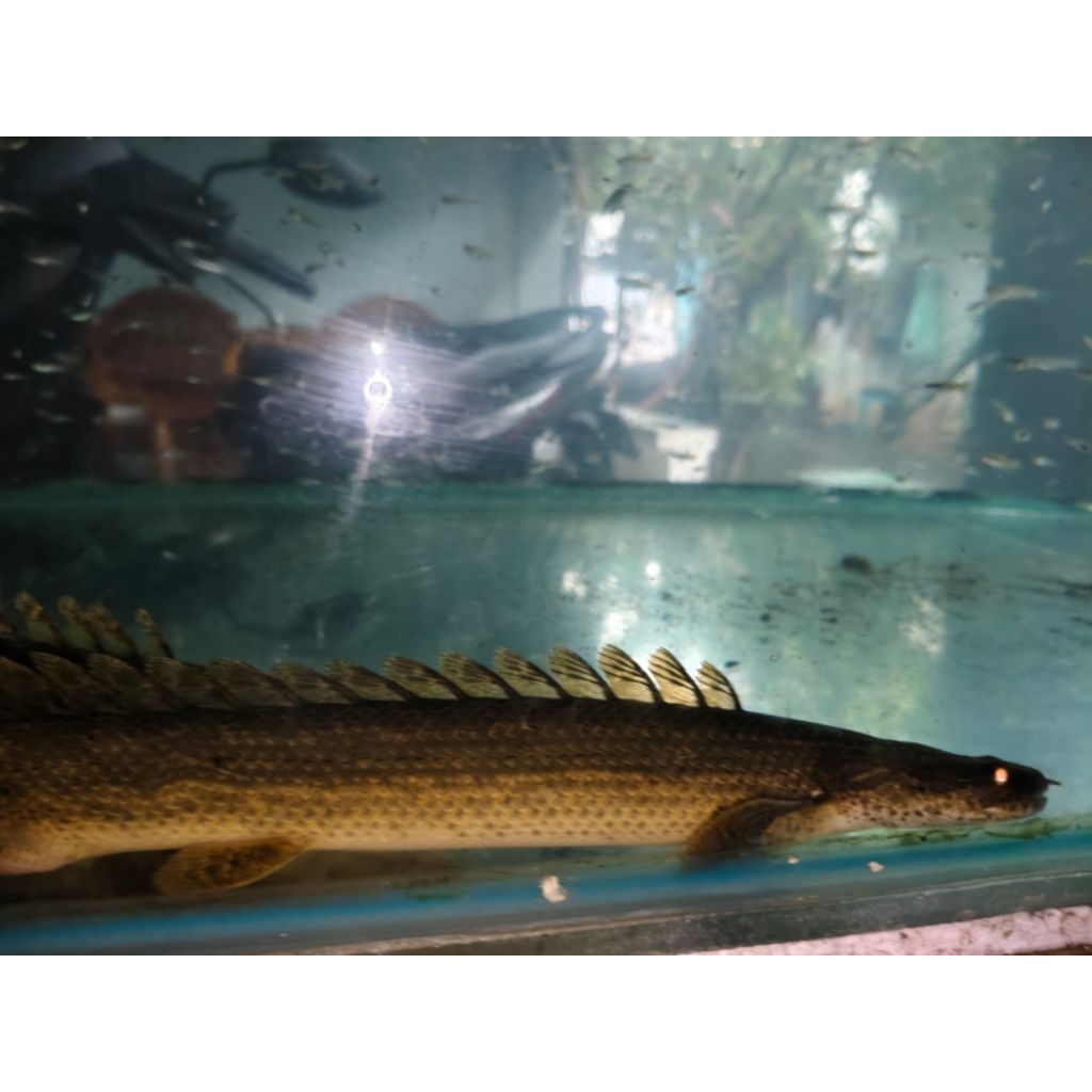 Ikan Palmas Lapradei | Polypterus bichir lapradei