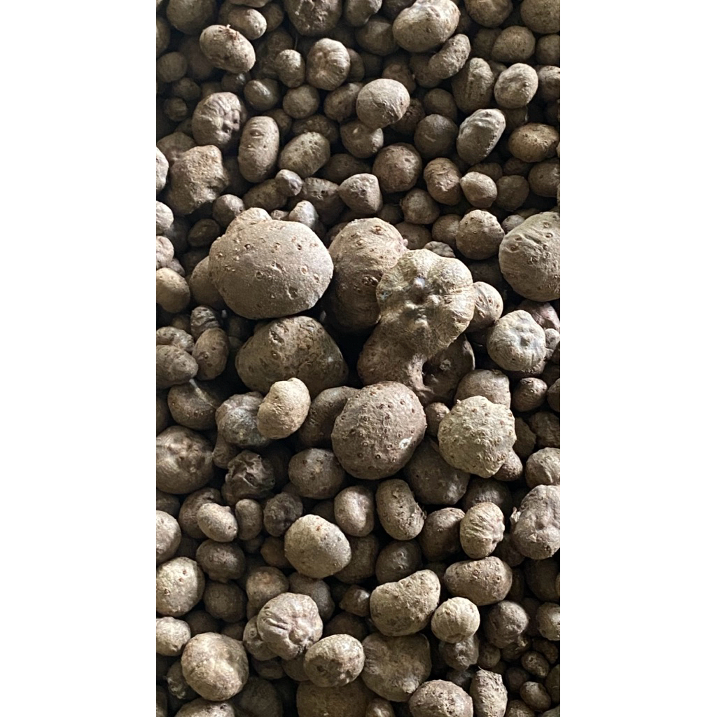bibit porang super dari biji katak per 1KG