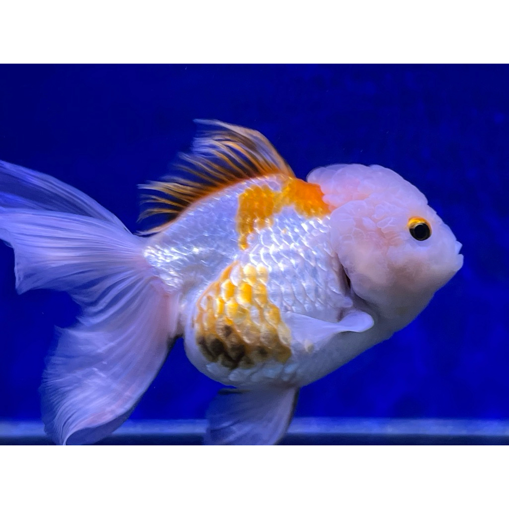 Ikan Mas Koki Oranda Red White OLT size jumbo