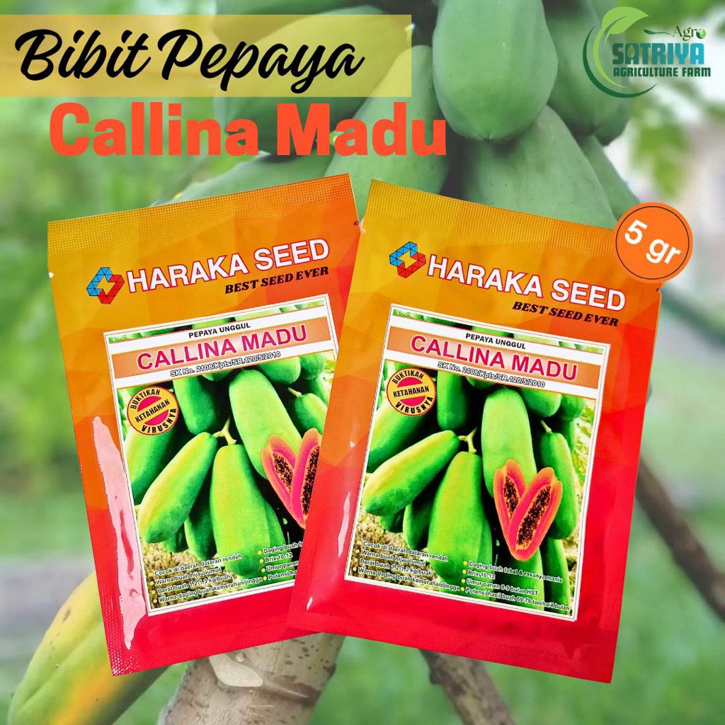 BENIH PEPAYA CALLINA MADU (PEPAYA CALIFORNIA) 5 GRAM