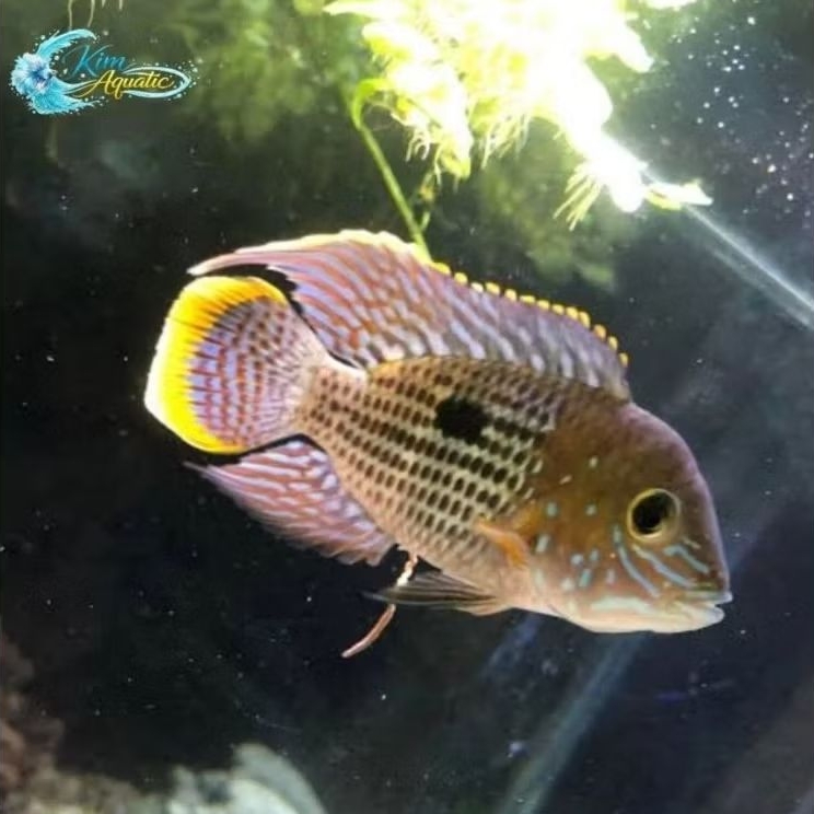 Green Terror Cichlid / Gold Saum / Golsom