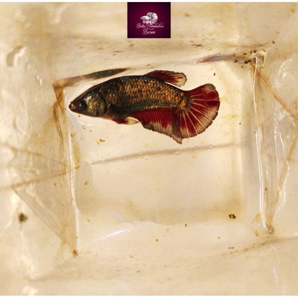Female Red Cooper Gold Hulk