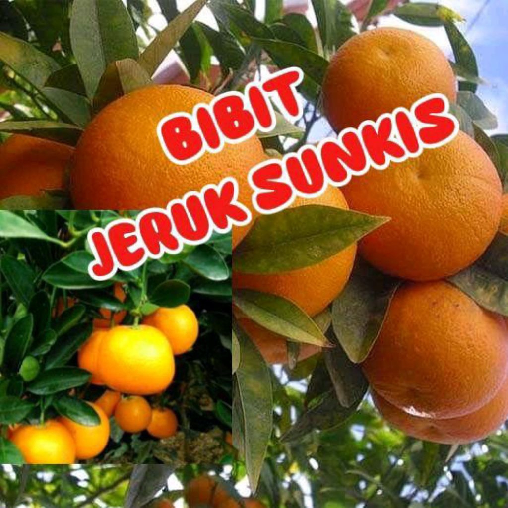 BIBIT JERUK SUNKIST OKULASI (SUDAH BERBUAH) MANIS