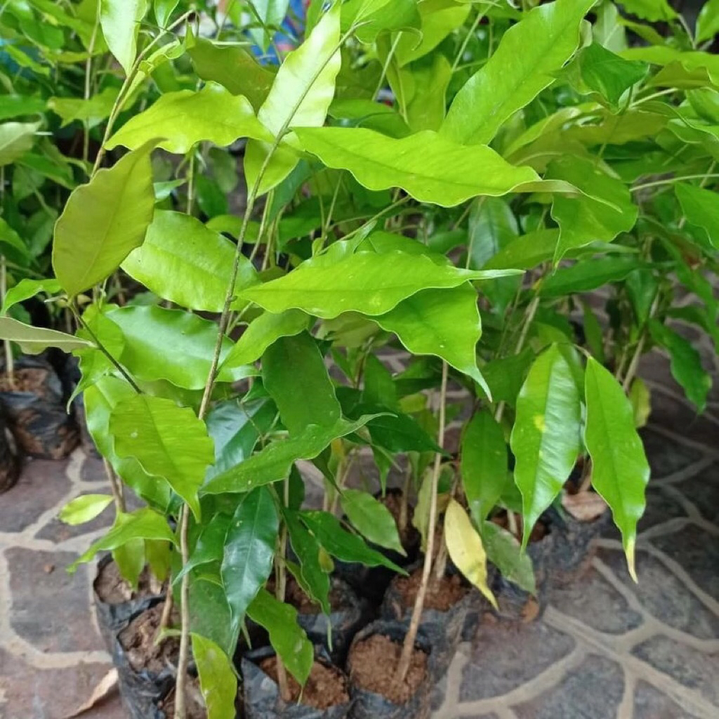 bahan bonsai super / kayu gaharu super
