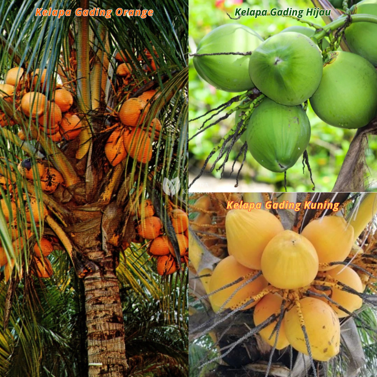 Bibit Kelapa Gading Kuning Hijau Orange Original Genjah Berkualitas