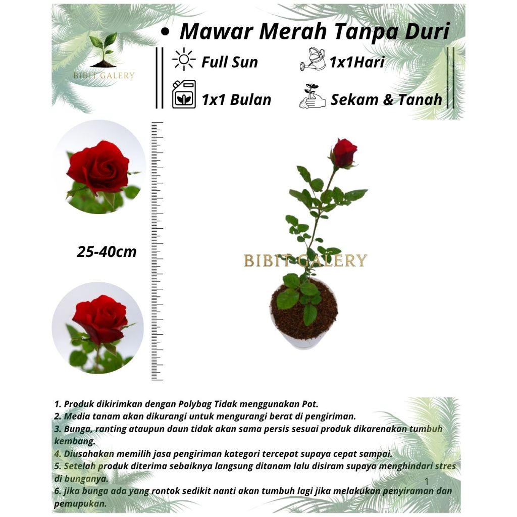Mawar Merah Tanpa Duri - Tanaman Hias Bunga Mawar Merah Tanpa Duri Siap Berbunga