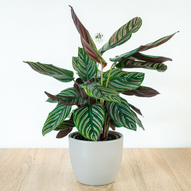Calathea Ornata (Kalatea Ornata,Calathea Pink Stripe)