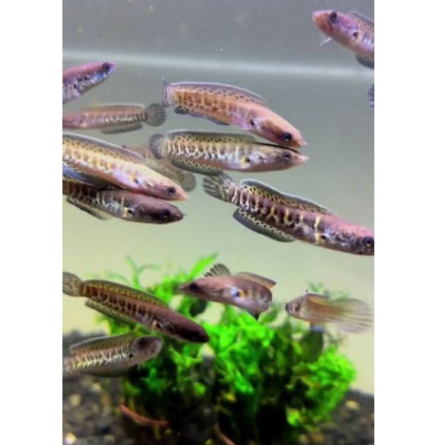 Auranti BaBy Chana 3-5Cm (5Biji) Progres GonDrong