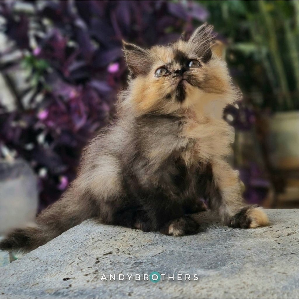 LEPAS ADOPSI Kucing Kitten Persia Flatnose x Peaknose Longhair Tortie - BETINA