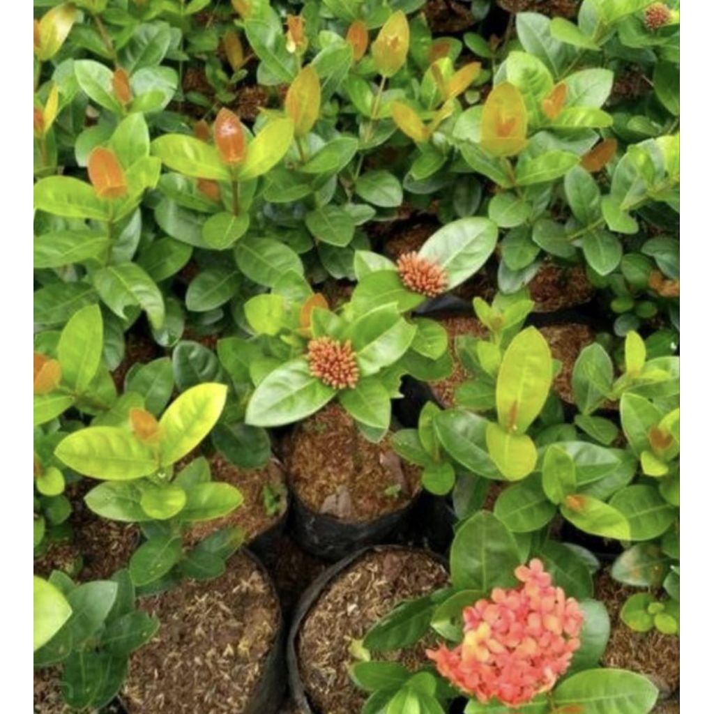 Pohon Asoka Bunga Merah / Pohon Soka Bunga Merah Tanaman Hias Soka Mera