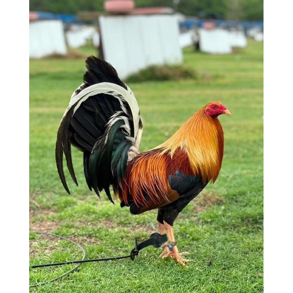 anakan ayam philipin Boston Ori 100%