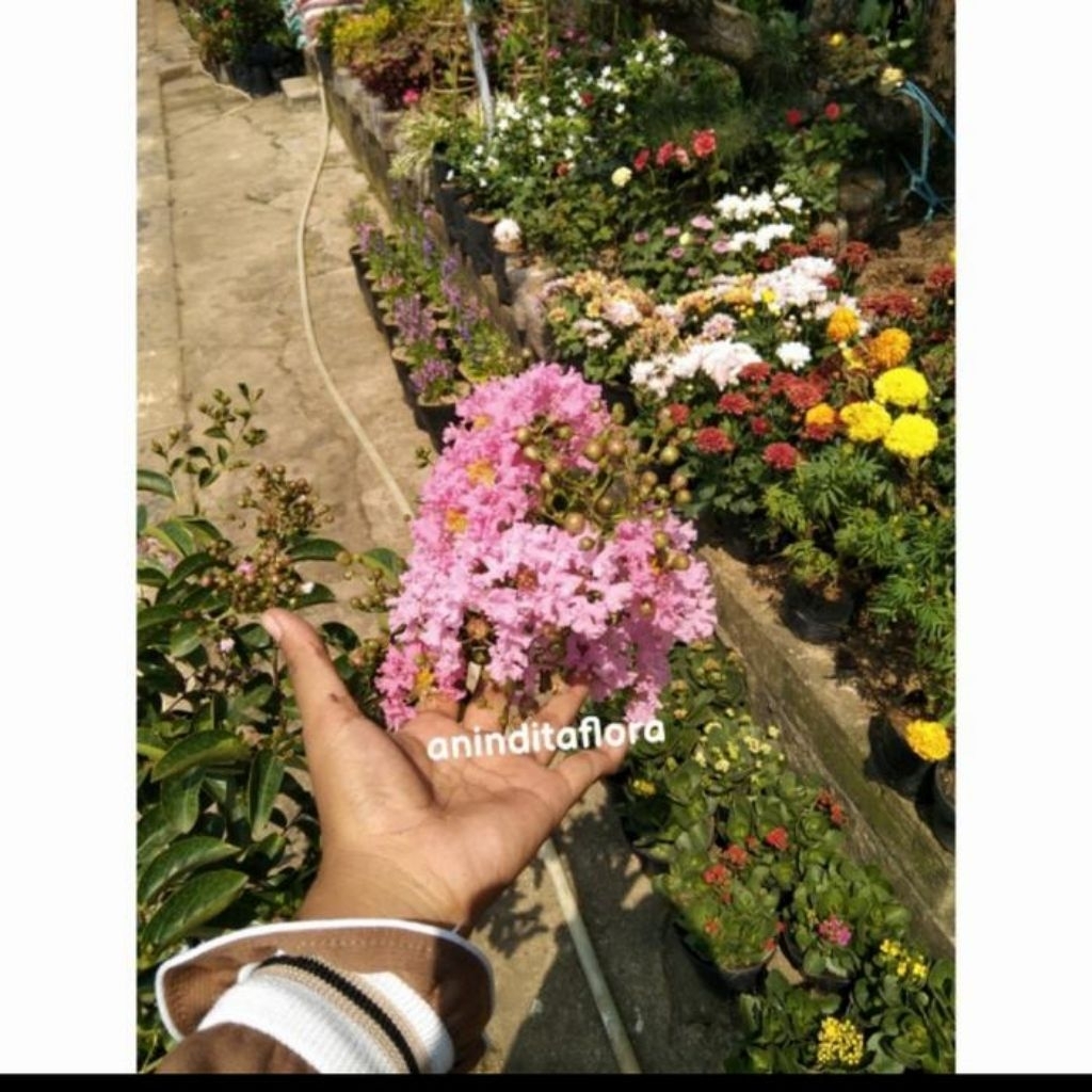 tanaman hias bunga sakura besar/pohon bunga sakura
