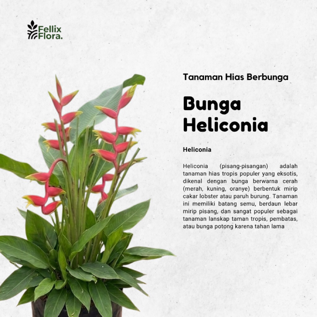 Tanaman Hias Bunga Heliconia - Pisang Pisangan - Heliconia psittacorum