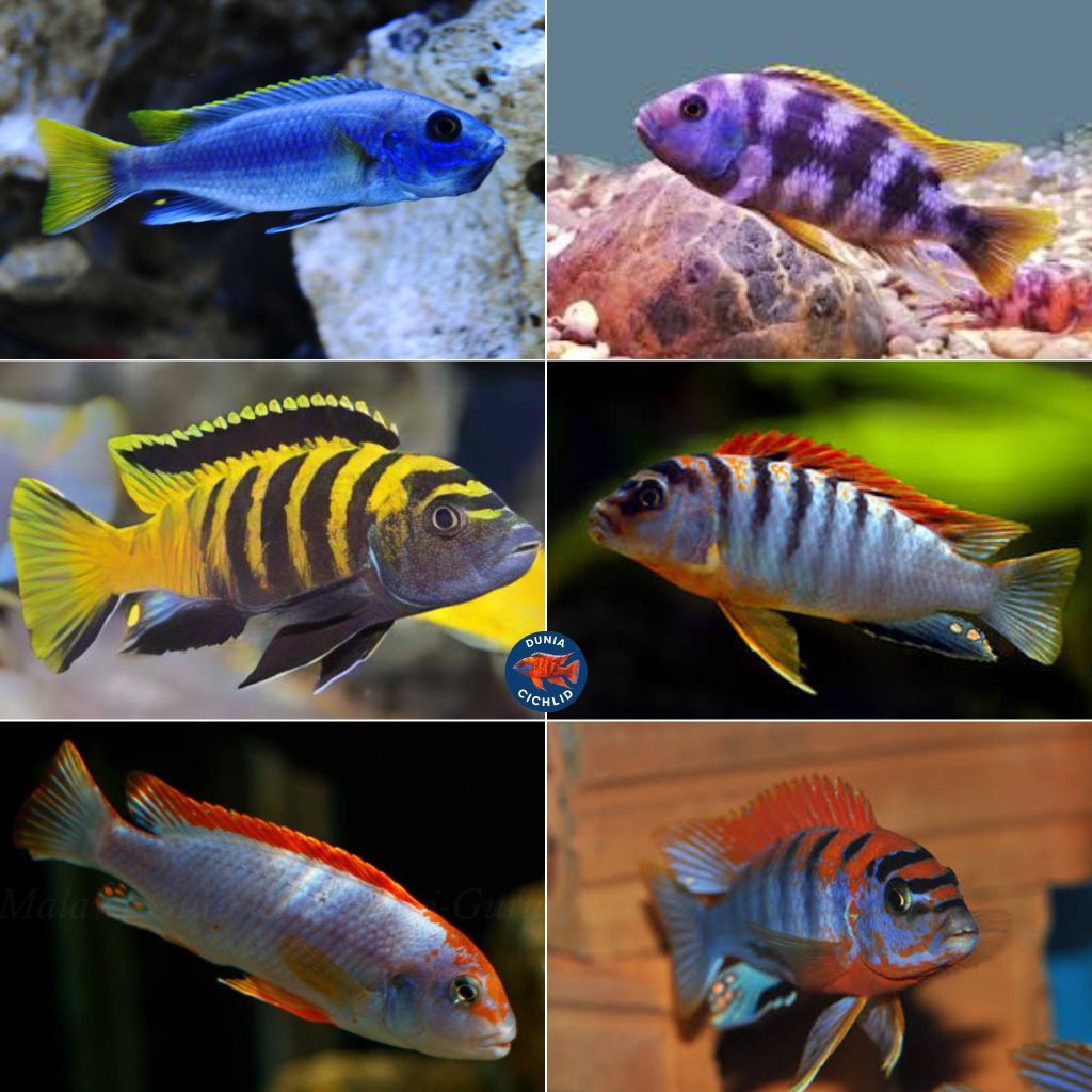 Paket Cichlid Mbuna Mix 10 Ekor Gratis 1
