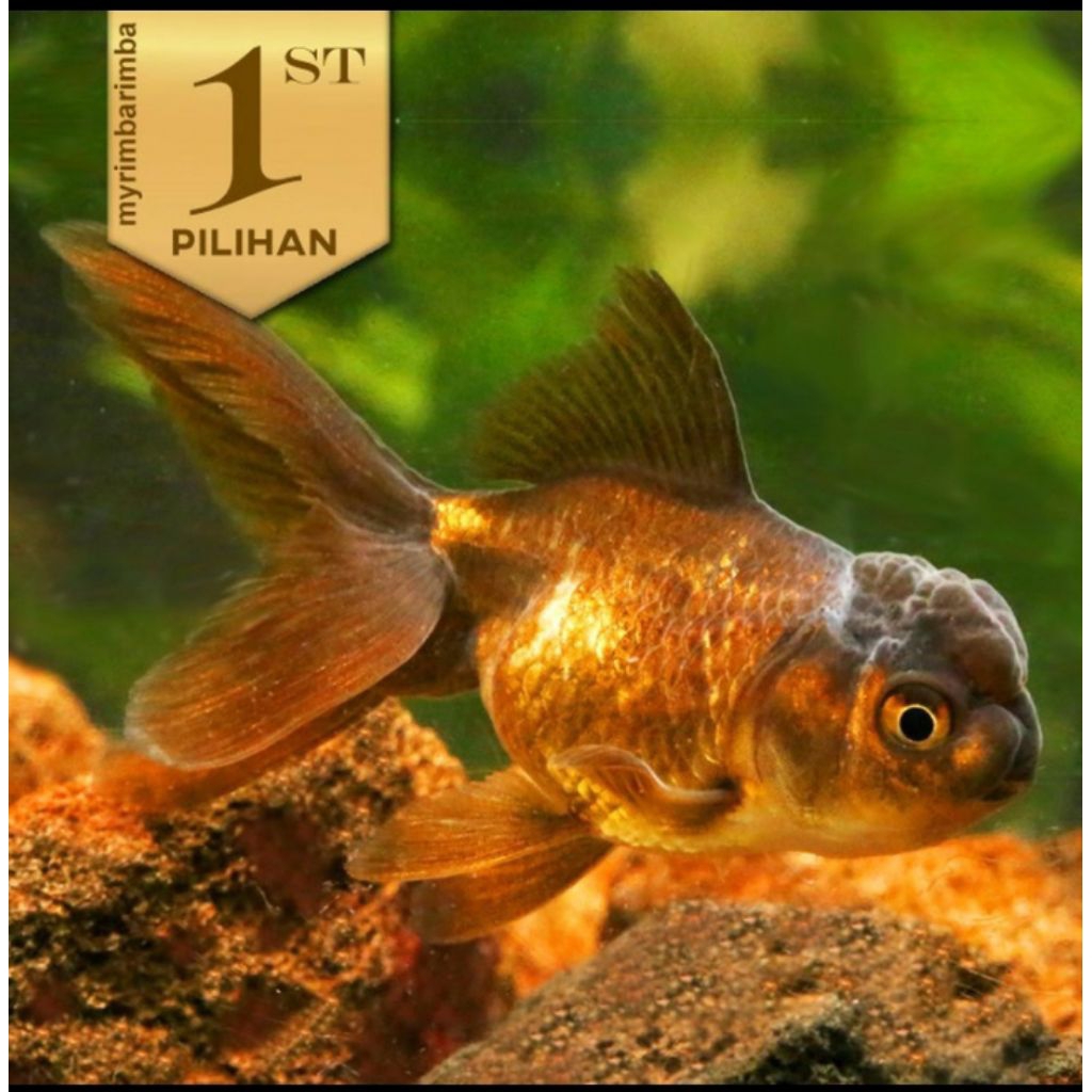 10 Ekor Koki Black Oranda Hitam Ikan Hias Aquascape Hiasan Aquarium Tanaman Air -