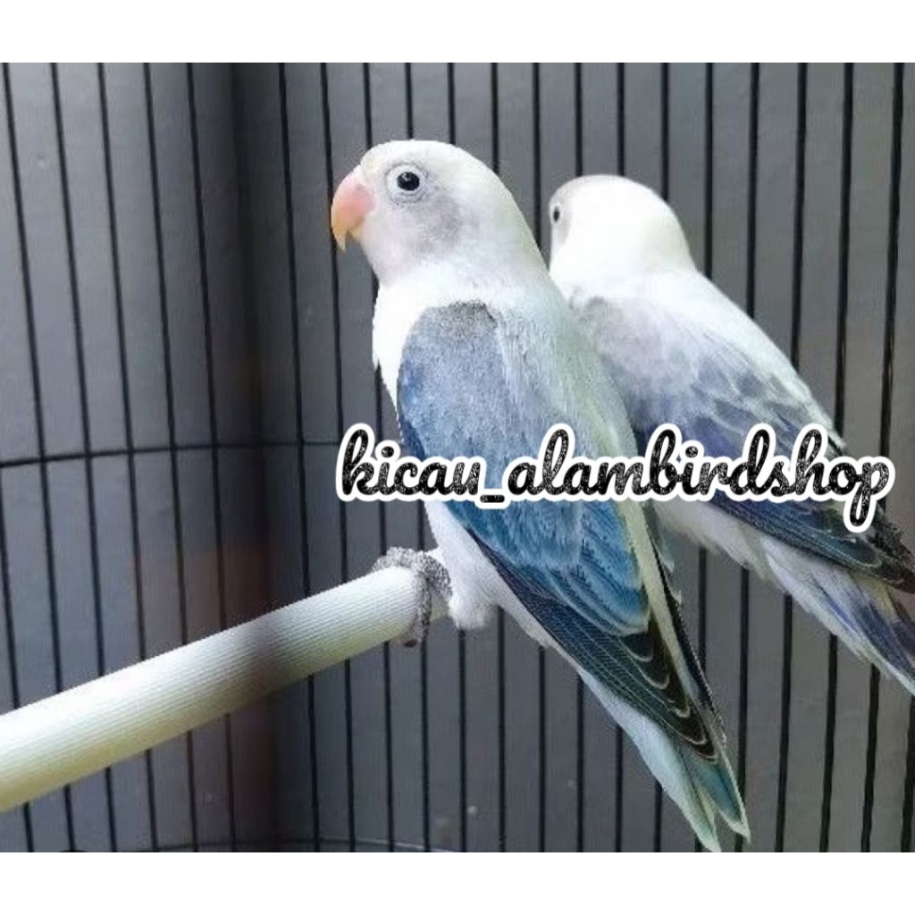 LOVEBIRD BIOLA EWING BLUE SEPASANG JANTAN BETINA
