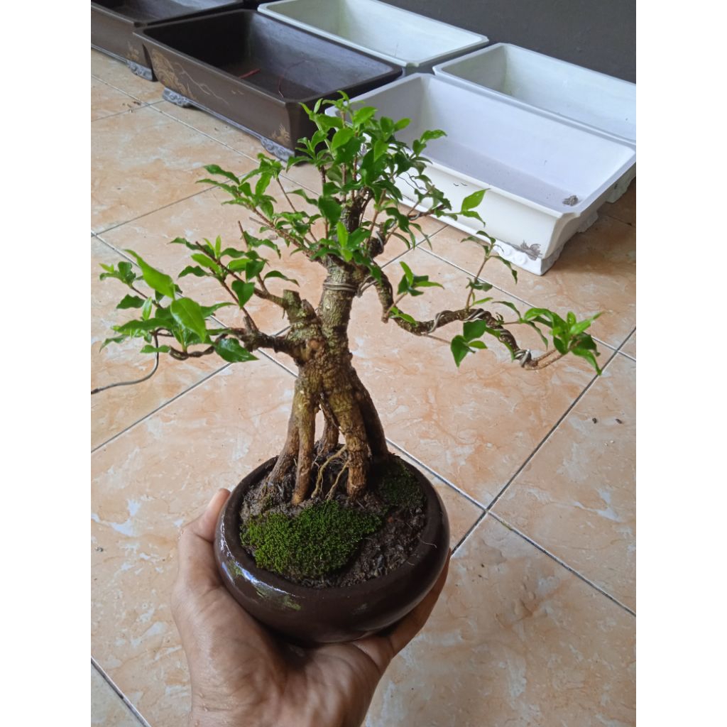 bonsai sakura