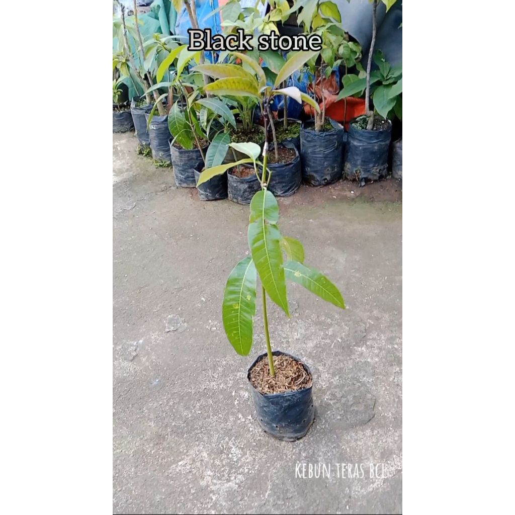 Bibit Mangga Import black stone