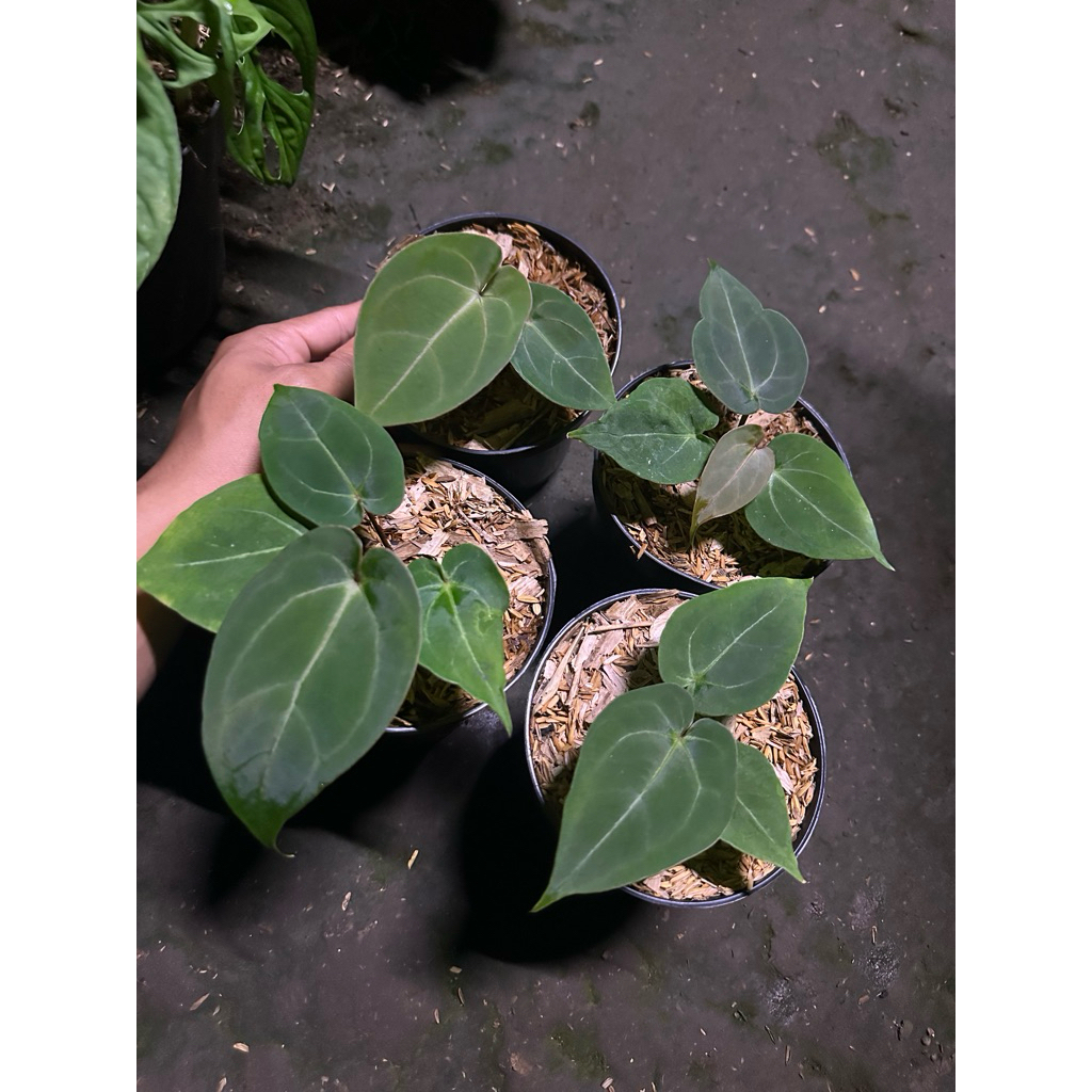 Tanaman Hias Antharium Forgetti X Antharium Dresleri