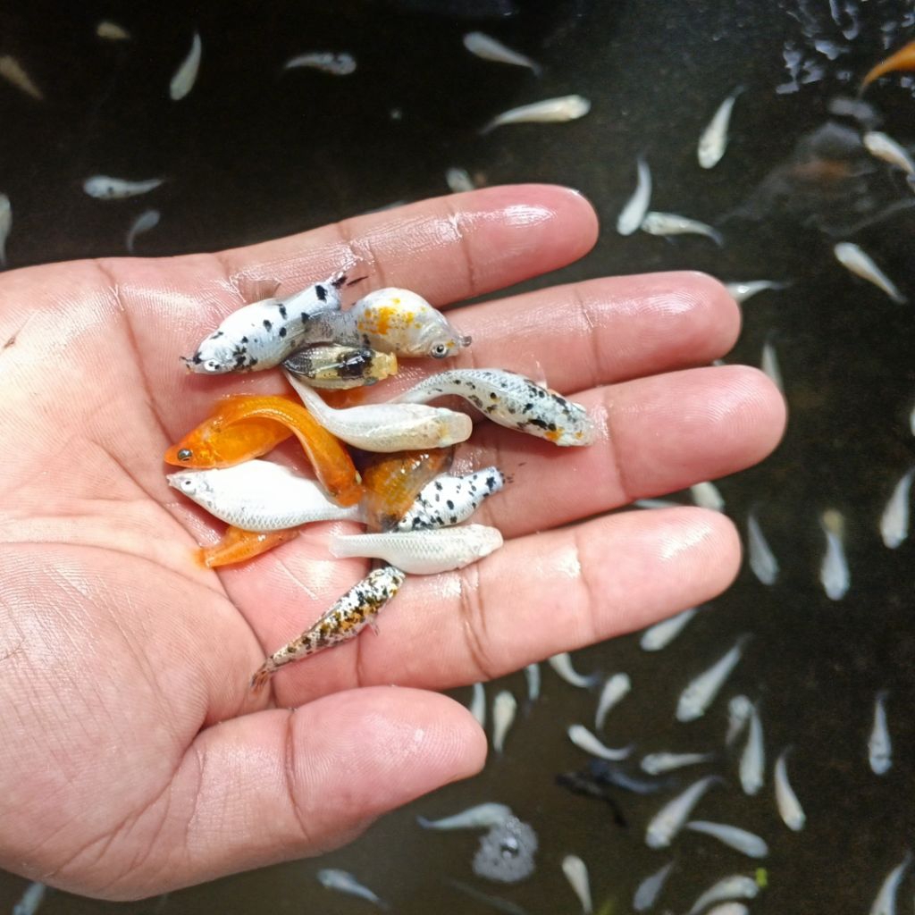 IKAN MOLLY CALON INDUKAN ISI 100 EKOR