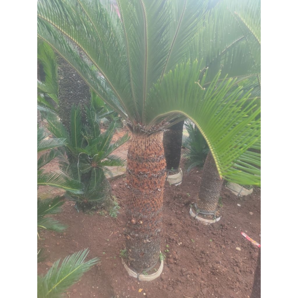pohon sikas tinggi batang 85 cm