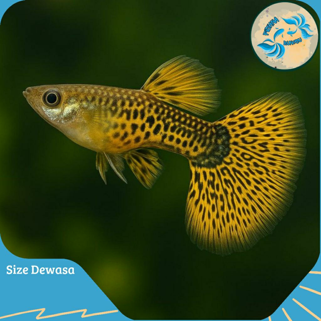 Hiasan Guppy Yellow Cobra