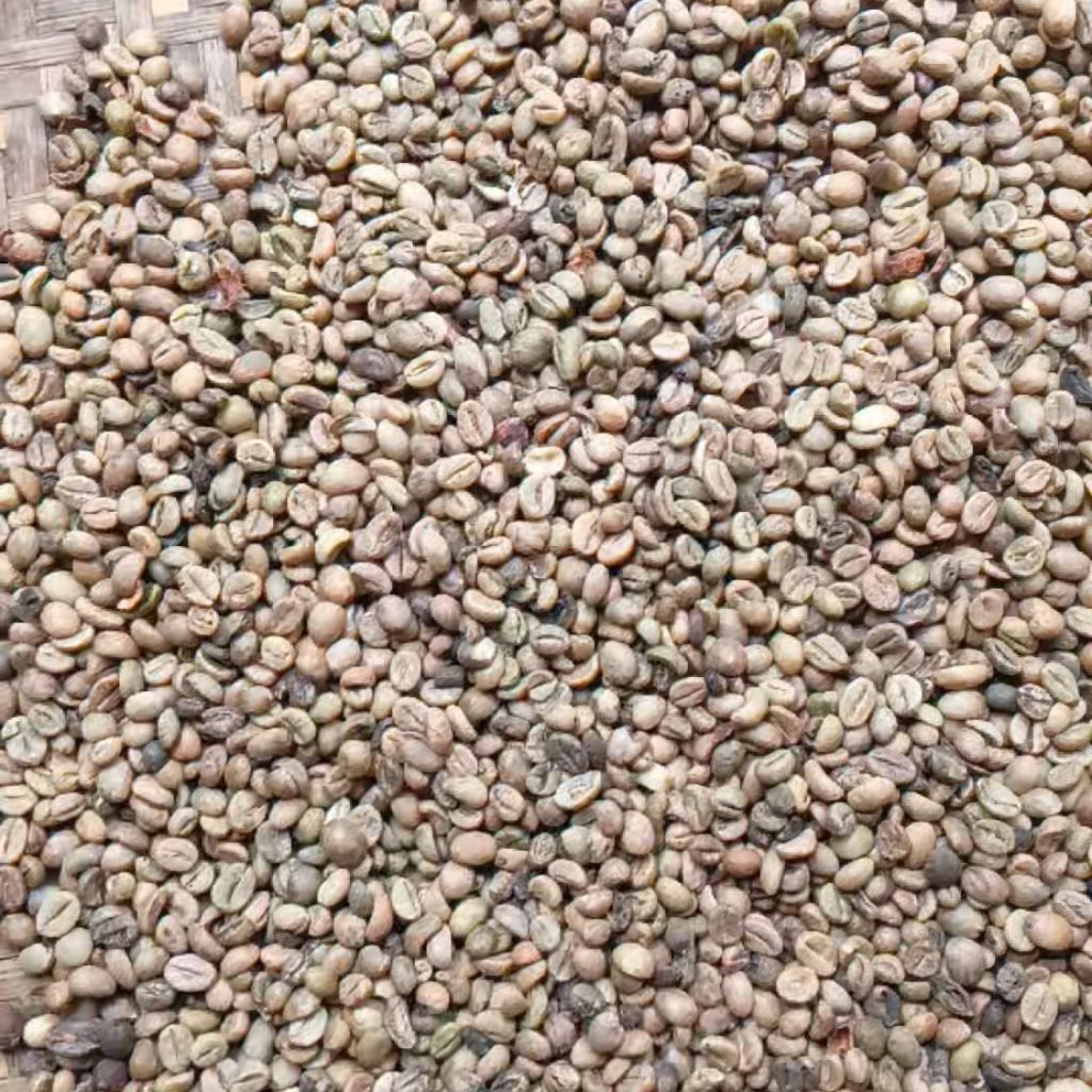 Biji Kopi Robusta Lampung NON SORTIR ( asalan ) 1kg Asli Dari Kebun