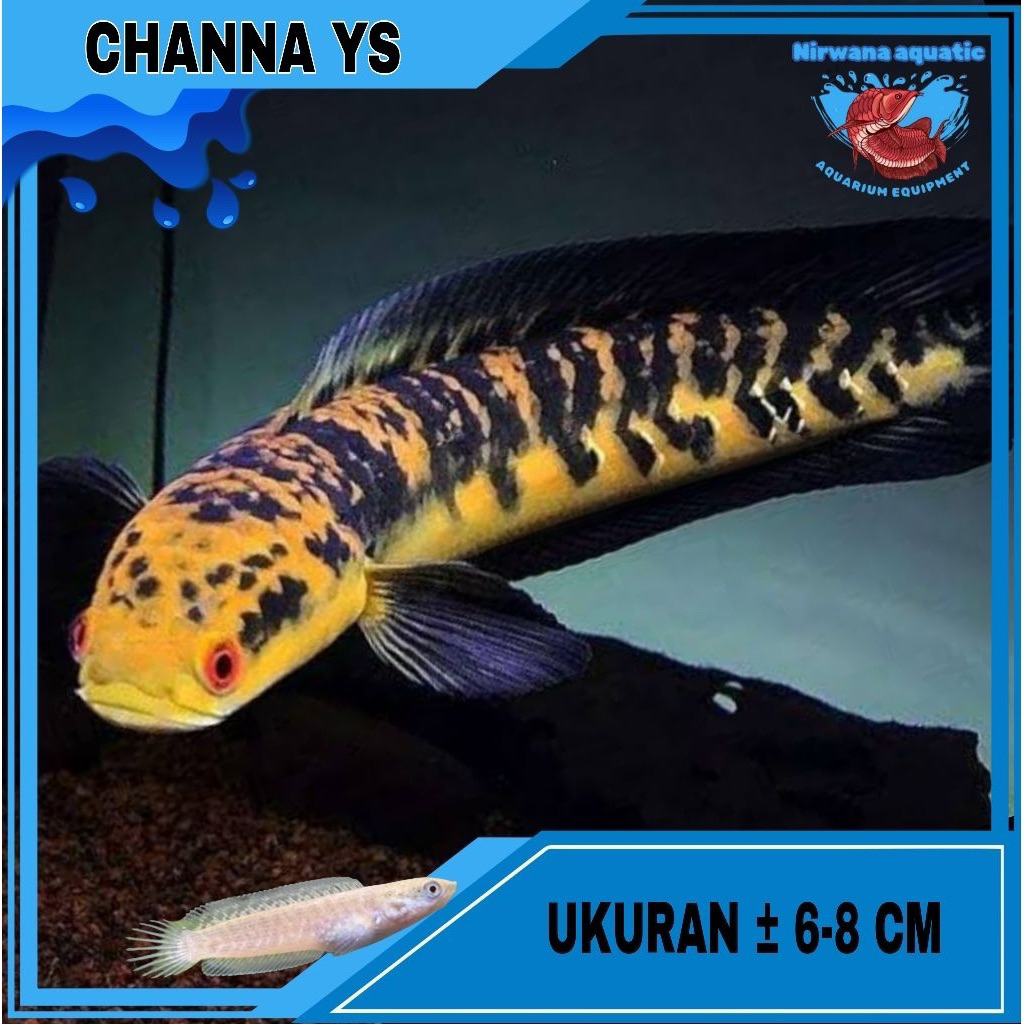 (INSTAN) CANA - YS (YELLOW SENTARUM) - UKURAN ± 10 & 15 cm