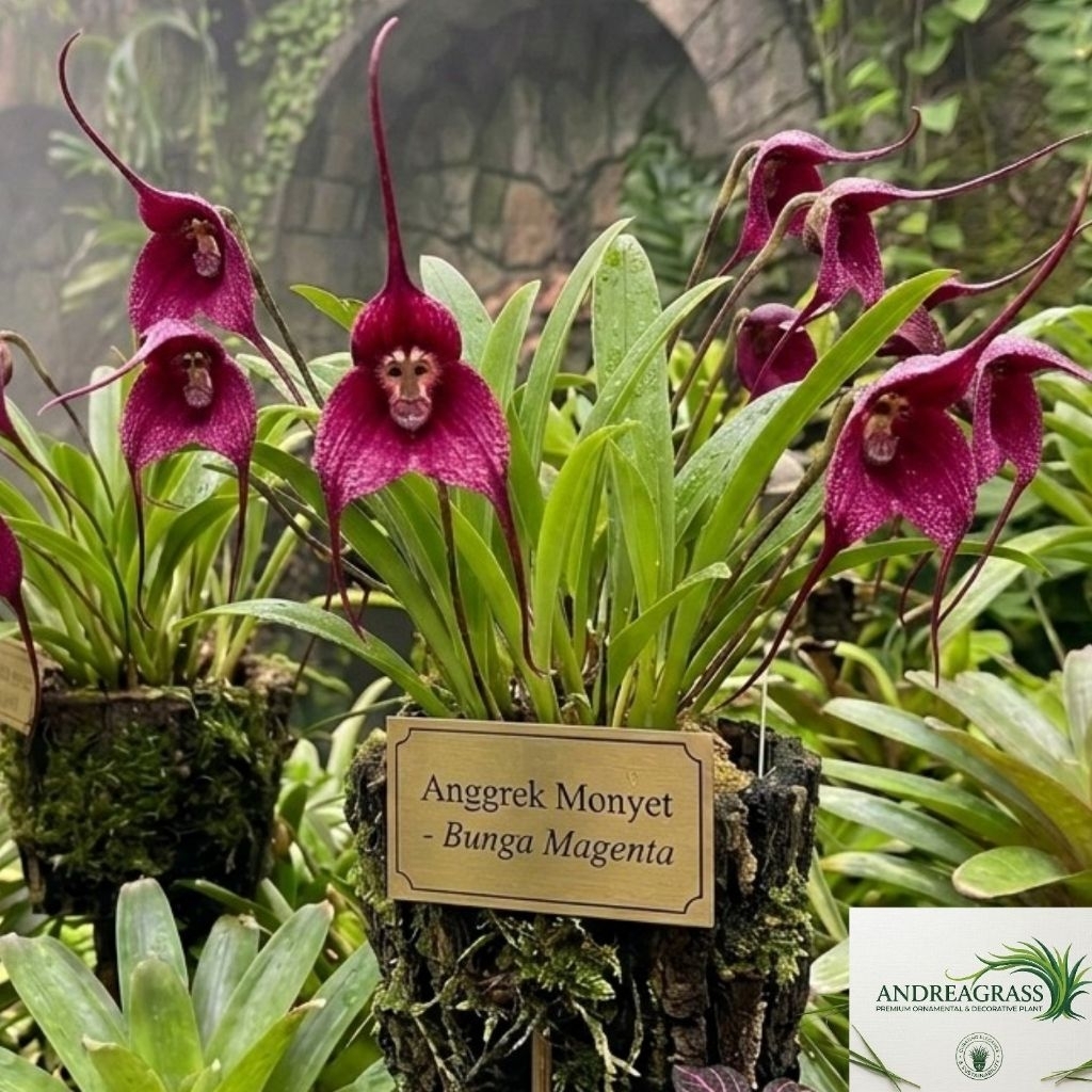 Tanaman hias anggrek monyet magenta/anggrek import - tanaman hias bunga hidup