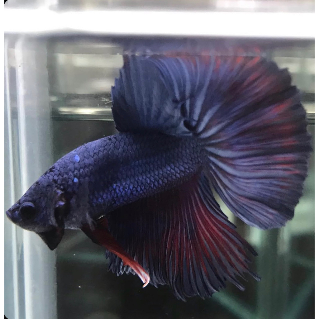 Cupang Halfmoon black Imortal Series Jantan