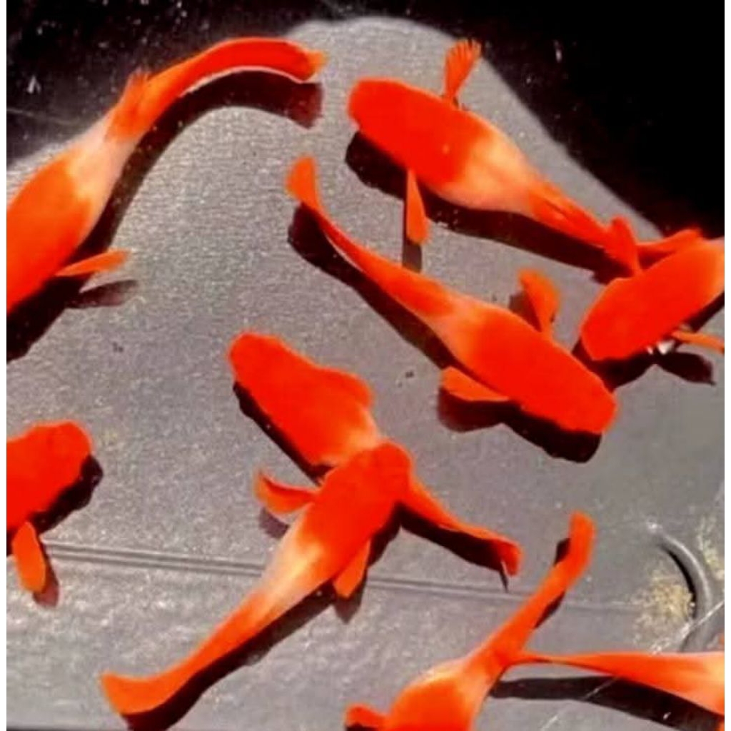 GUPPY ALBINO KOI RED EAR