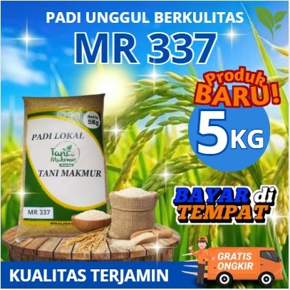 bibit biji PADI BIBIT PADI MR-337 ORIGINAL NEW ARRIVAL