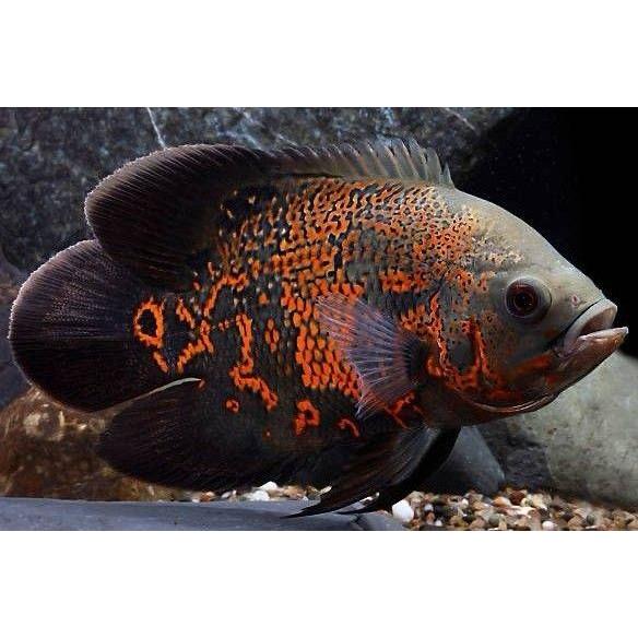 Dekorasi Hiasan Aquarium Oscar Tiger Batik JUMBO (KHUSUS INSTAN)