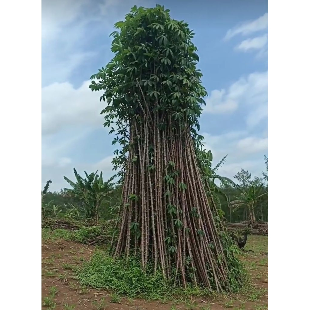 Bibit Pohon Singkong Ketan 1 Ikat 10 Batangan Panjang 30cm