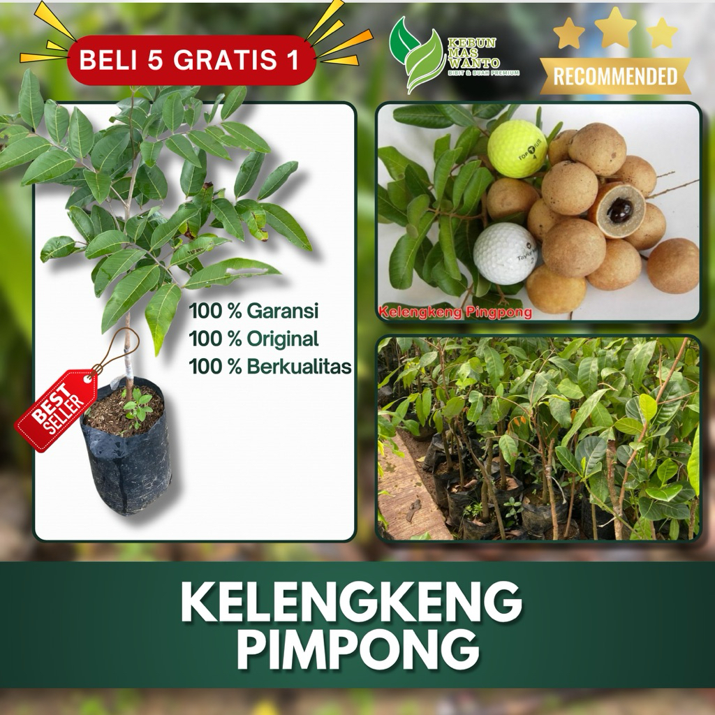 BIBIT BUAH KELENGKENG VARIETAS PIMPONG-BIBIT KELENGKENG PIMPONG-BIBIT BUAH KELENGKENG PIMPONG UNGGUL