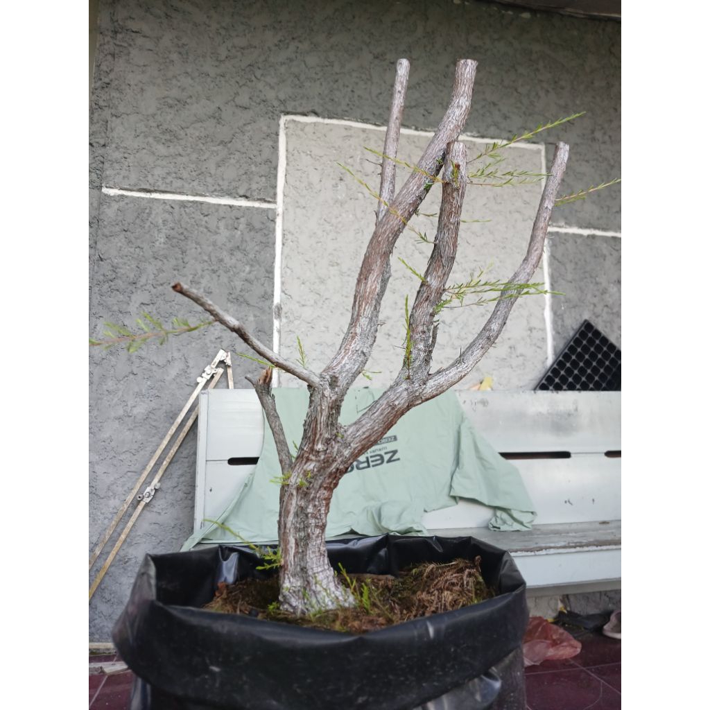 Bahan Bonsai Cucur Atap/Sapu sapu Trubus